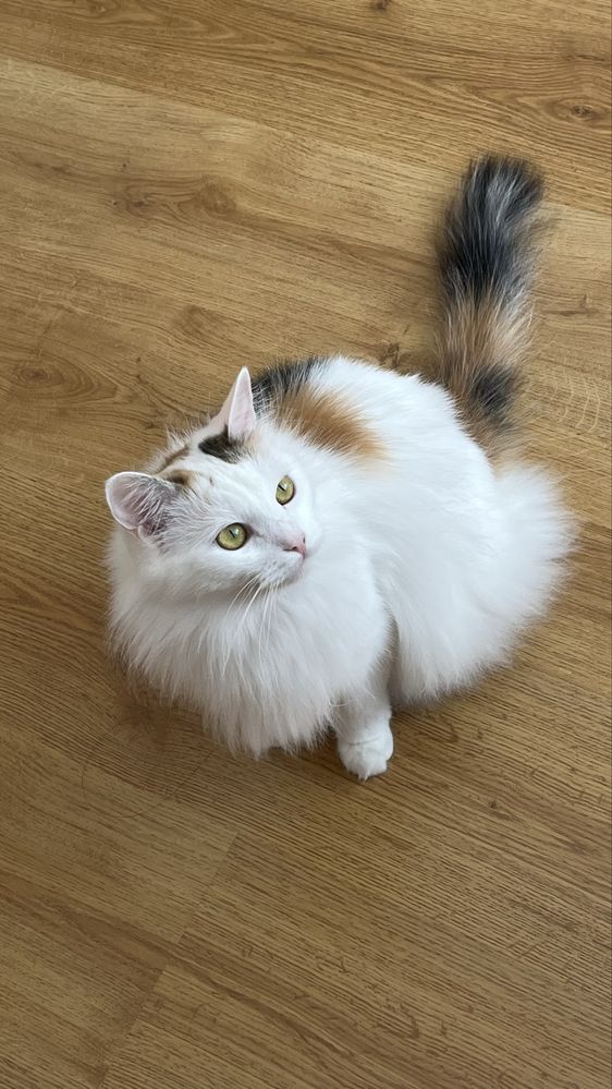 Кошка стерилизованная