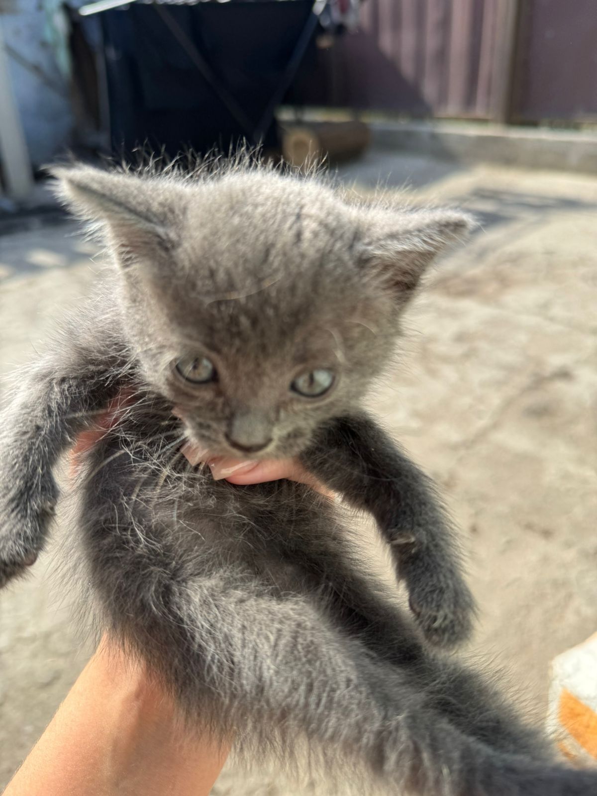 Котятя от британки 1,5 месяца
