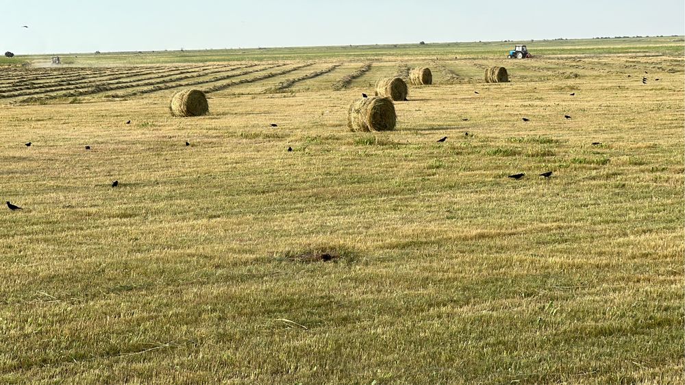 Рулон шөп сатылады продам сено в рулонах