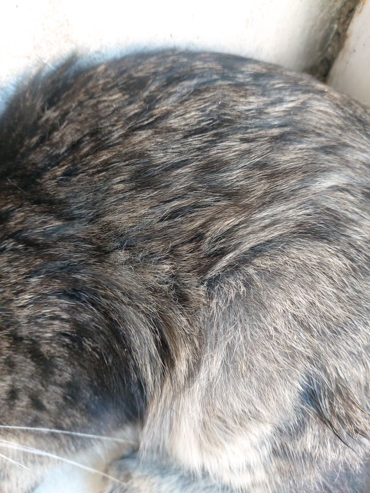 Отдам котенка комышового кота предположительно