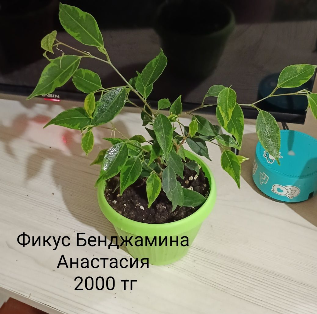 Комнатные растения/цветы
Названия и цены указаны на фото
Забирать сами