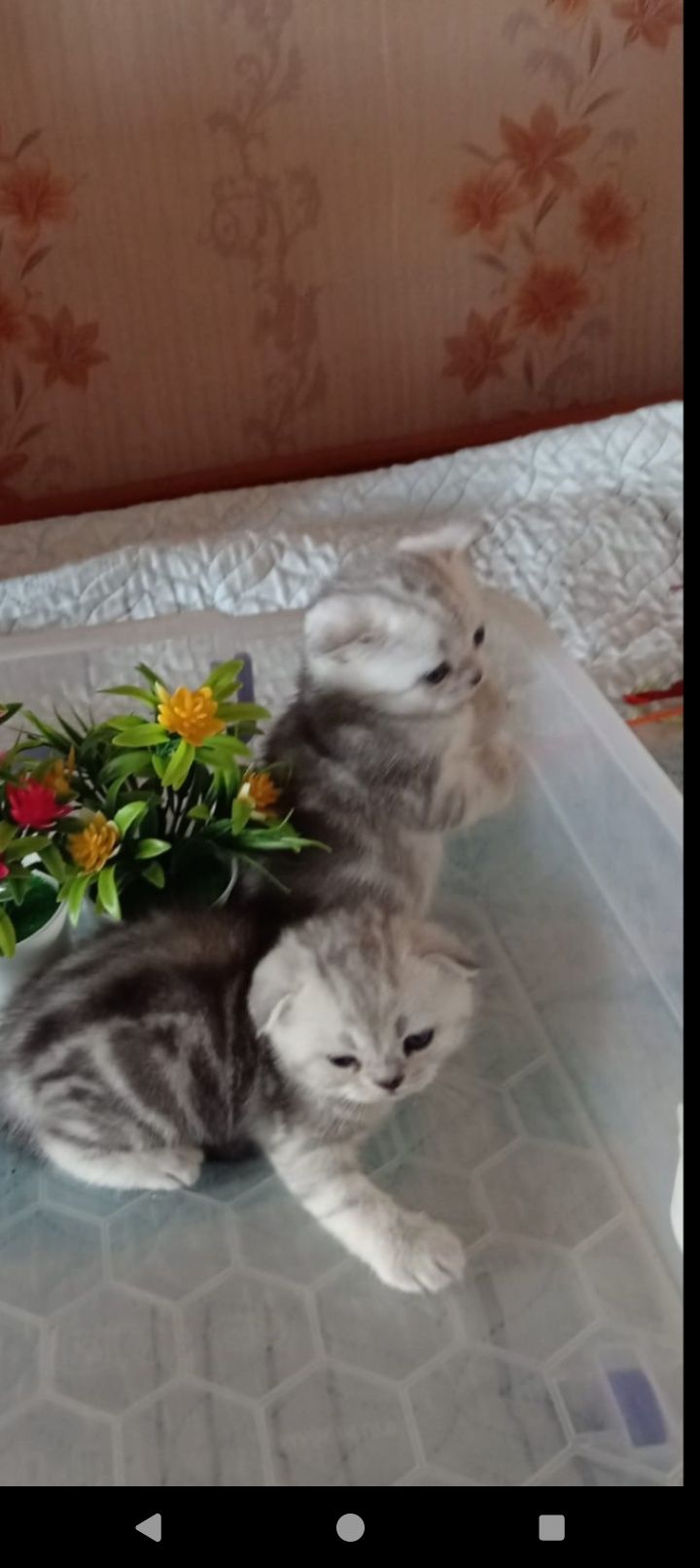 Шикарный крупный шиншиловый кот на вязку.. Имеет отличную родословную.