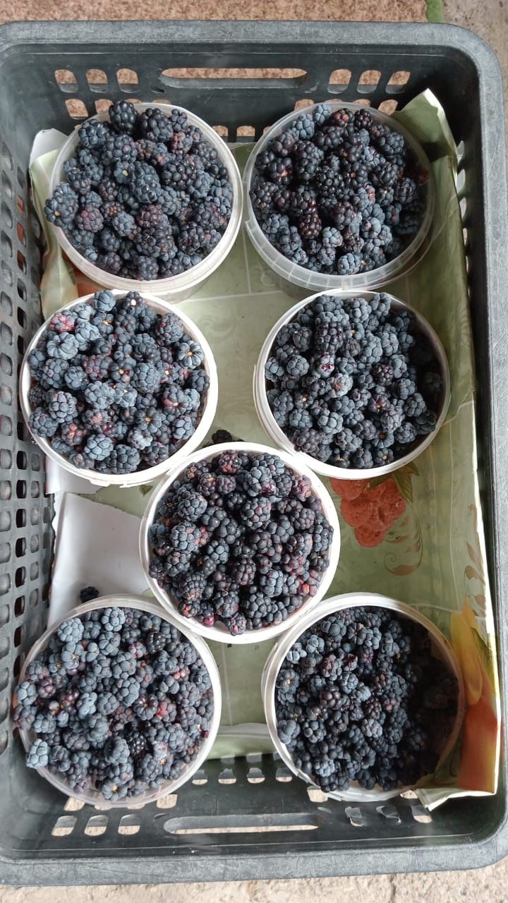 Продам ежевику свежую