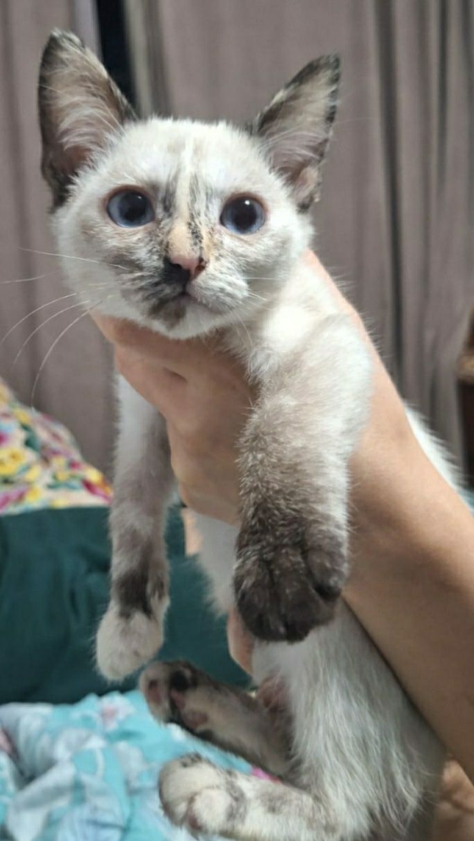 Кошечка 2 месяца ищет дом