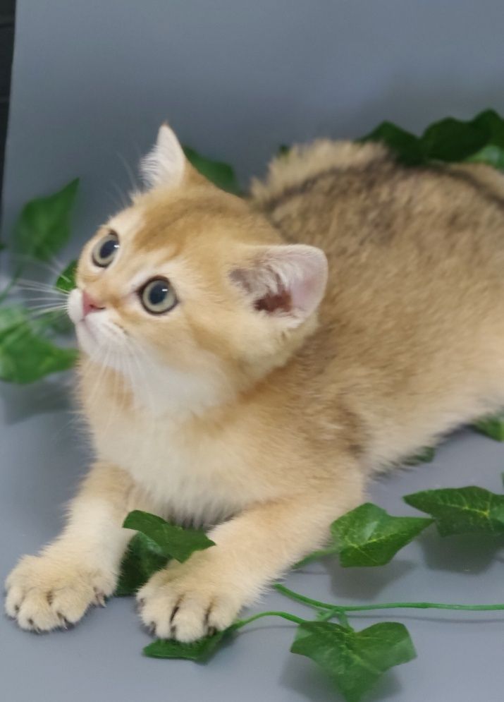 Алматы Котята золотые шиншиллы