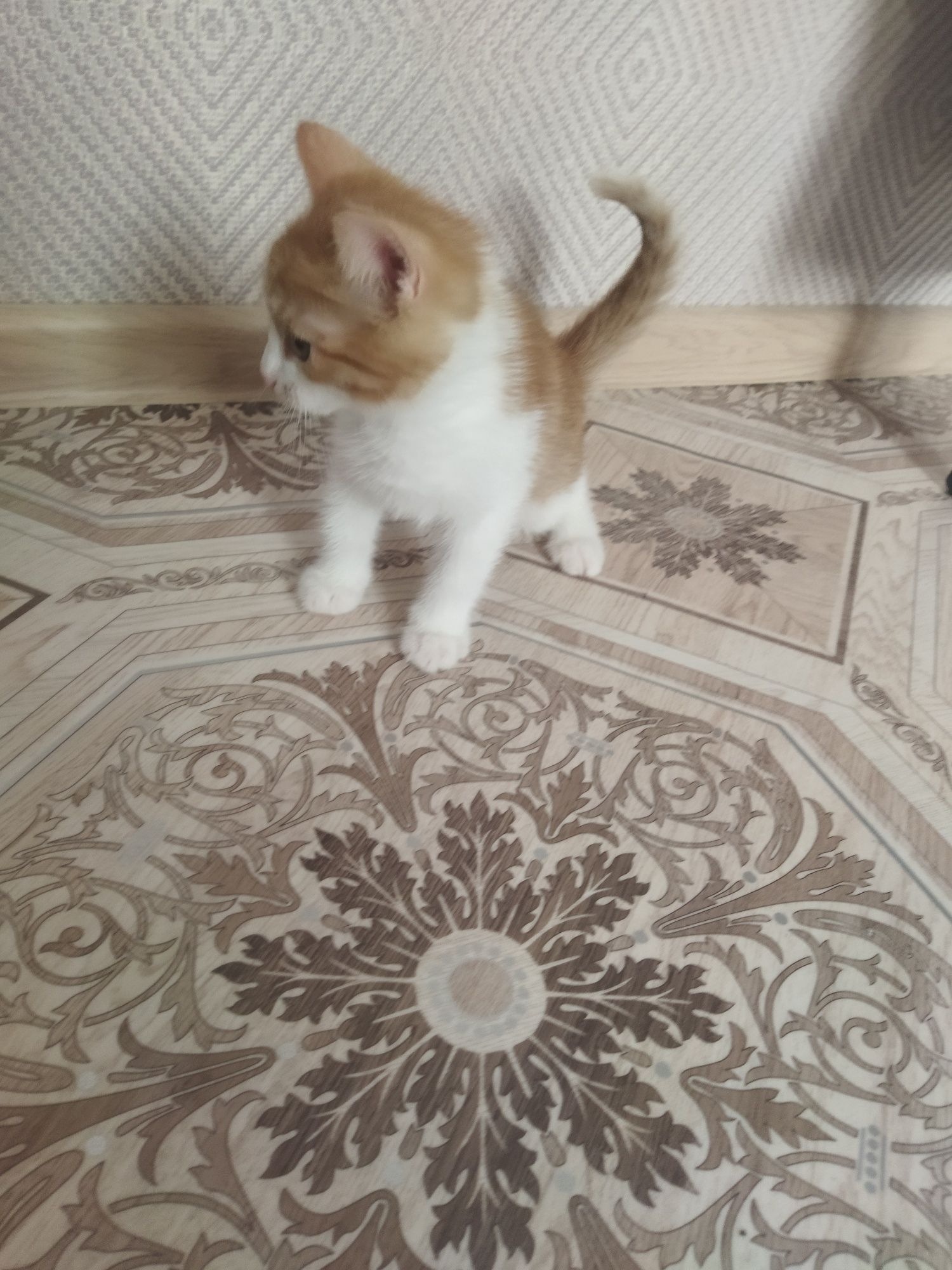 Отдам в хорошие руки котенка, 2 месяца, рыжий. Приучен к горшку.