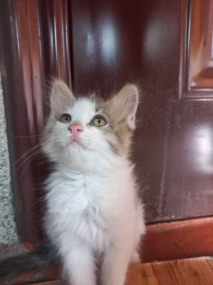 Отдам котят в хорошие руки