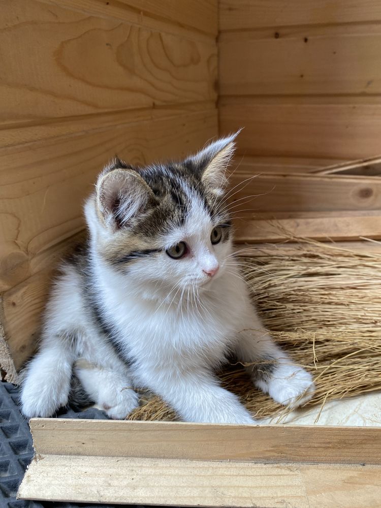 Котята,домашние.