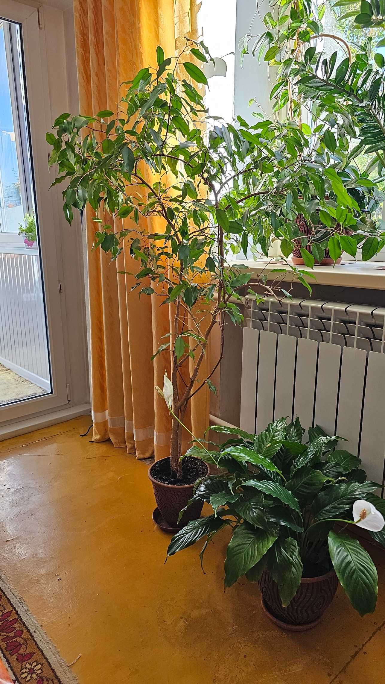 Фикус Бенджамина