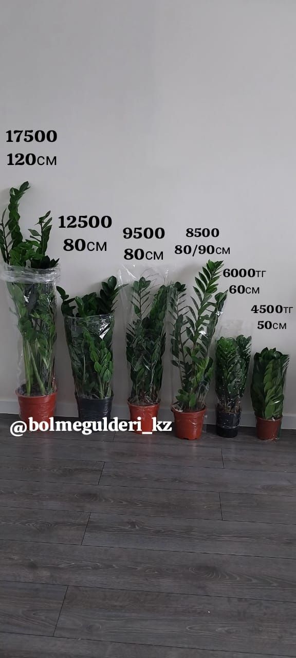 Комнатные цветы. Фикус .филодендрон