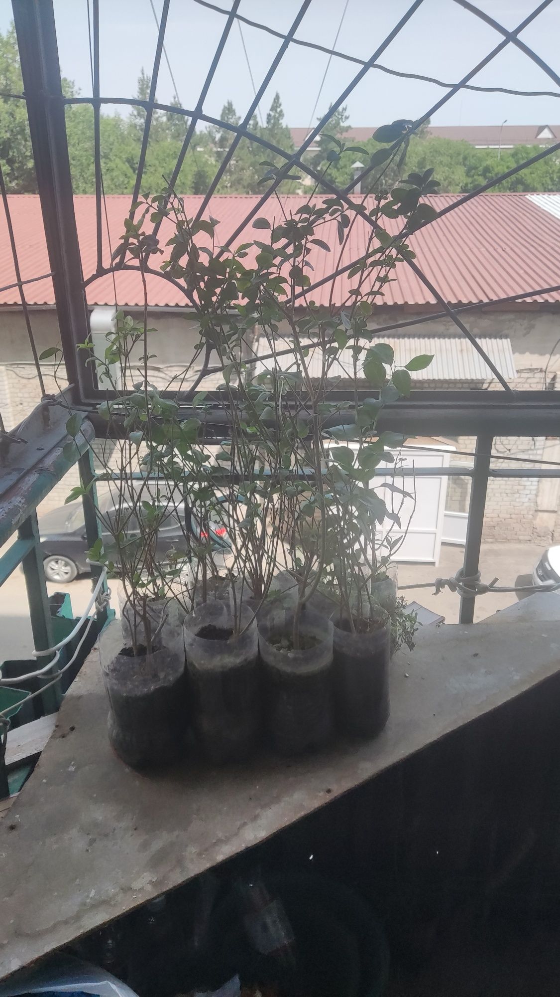 Продам Ligustrum живая изгородь