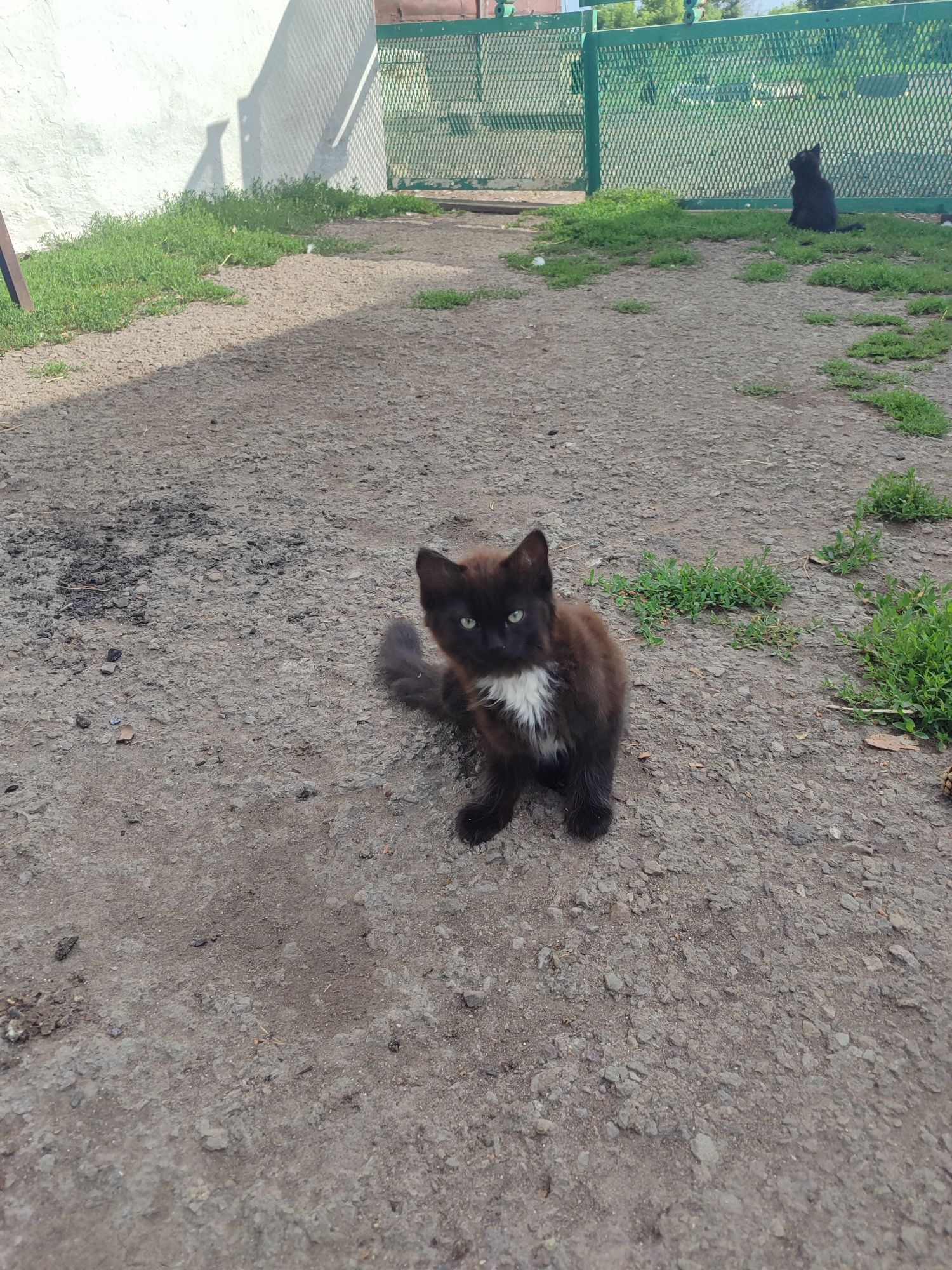 Отдам котят в хорошие руки