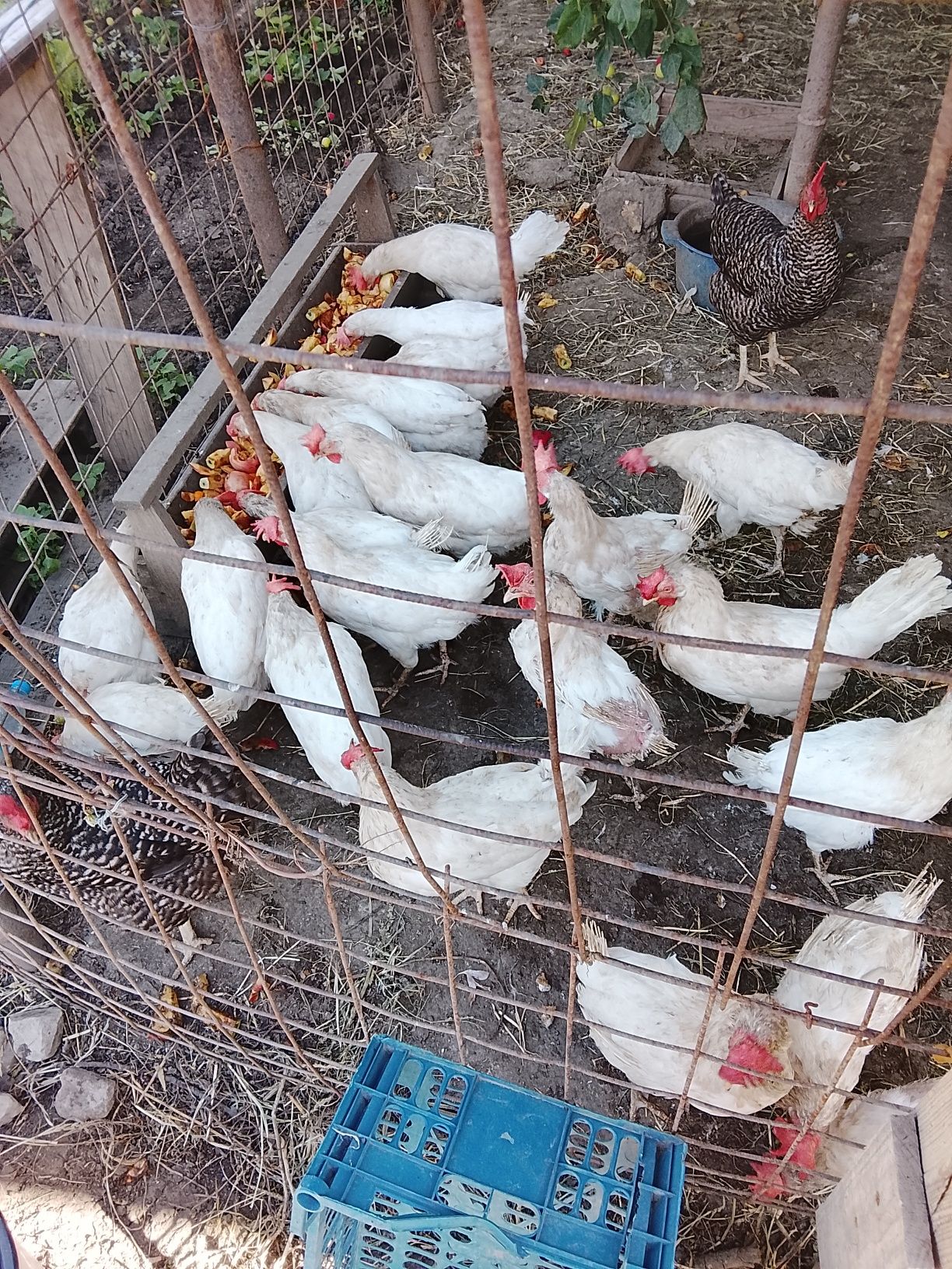 Продам курей несушек