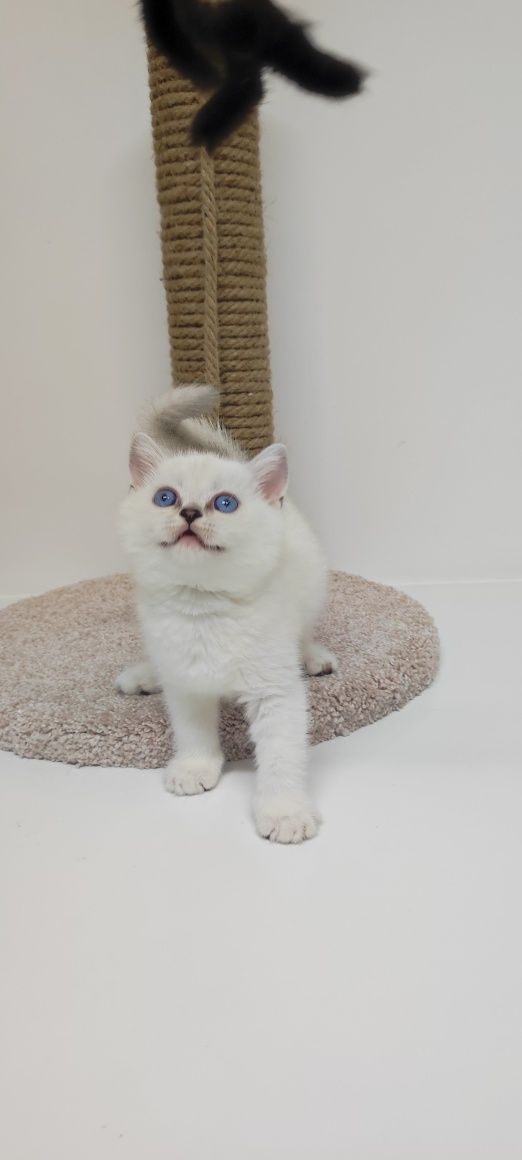 Кошечки  и котики британские