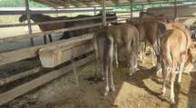 Hourse milk, cow milk, camel milk ,Саумалы, кымыз, шубат !!! Таза прод