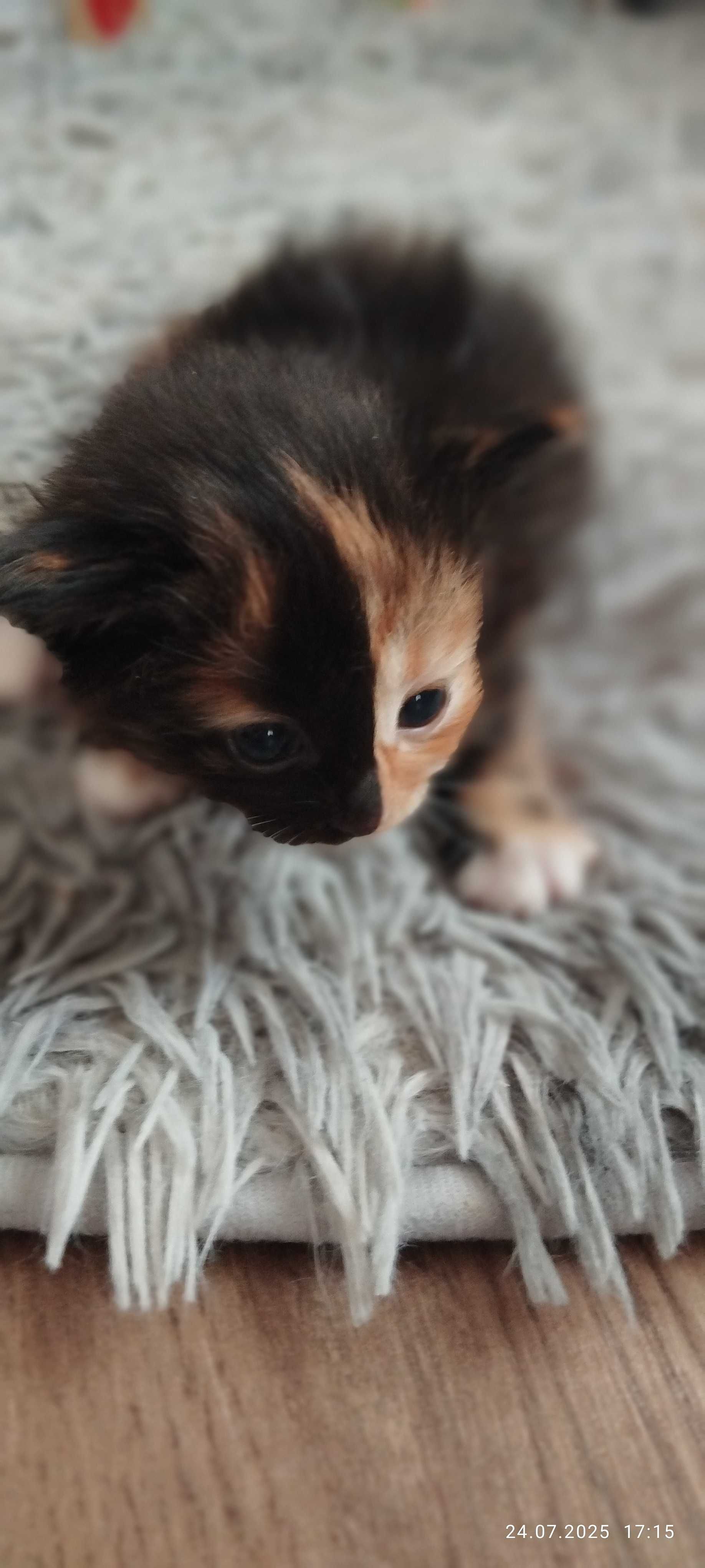 Подарю симпатичных котят