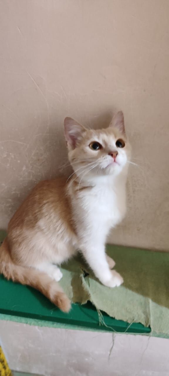 Котенок девочка с доставкой