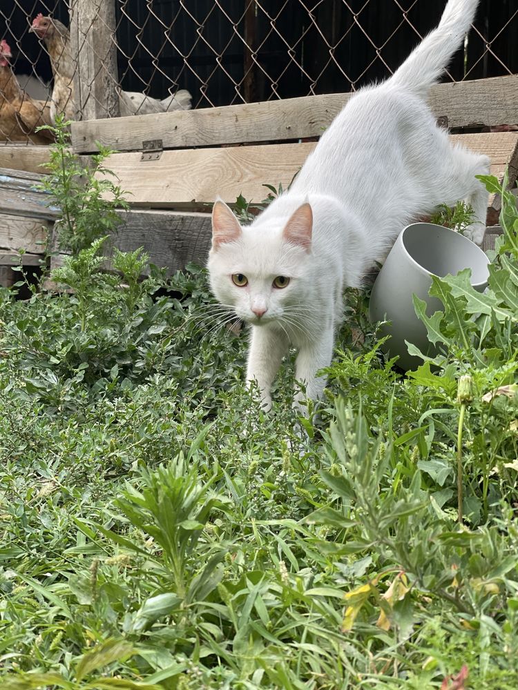 подарю белого кота