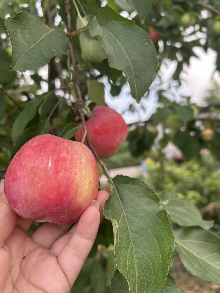 Продам домашние яблоки