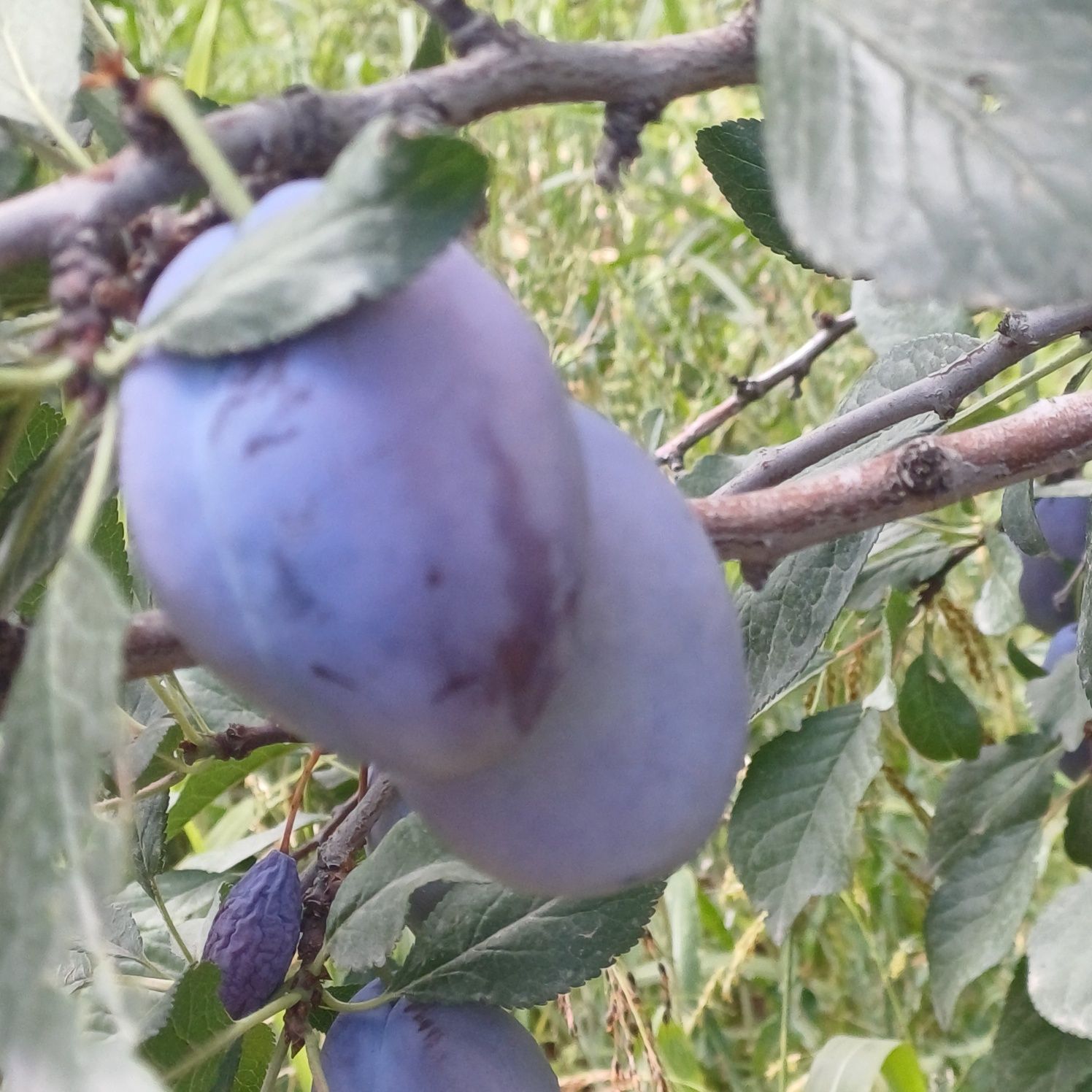 Продам сливу разных сортов.