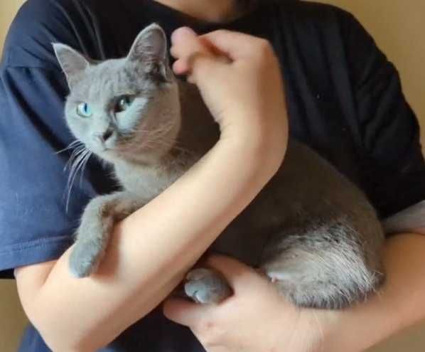 Нежная кошечка ищет дом