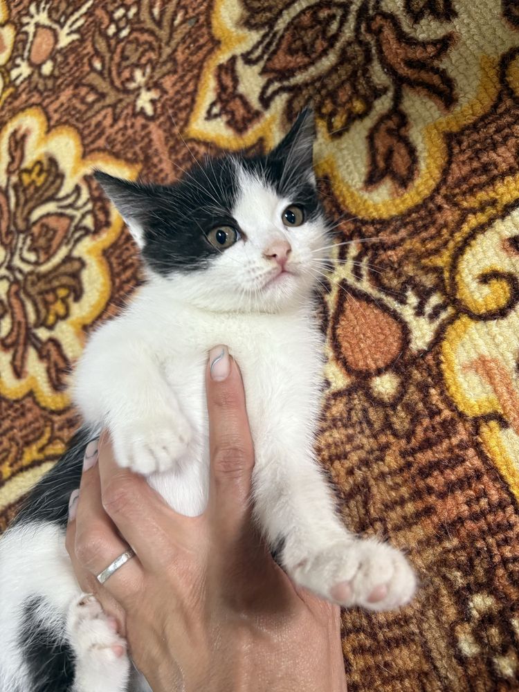 Отдам котят в добрые руки