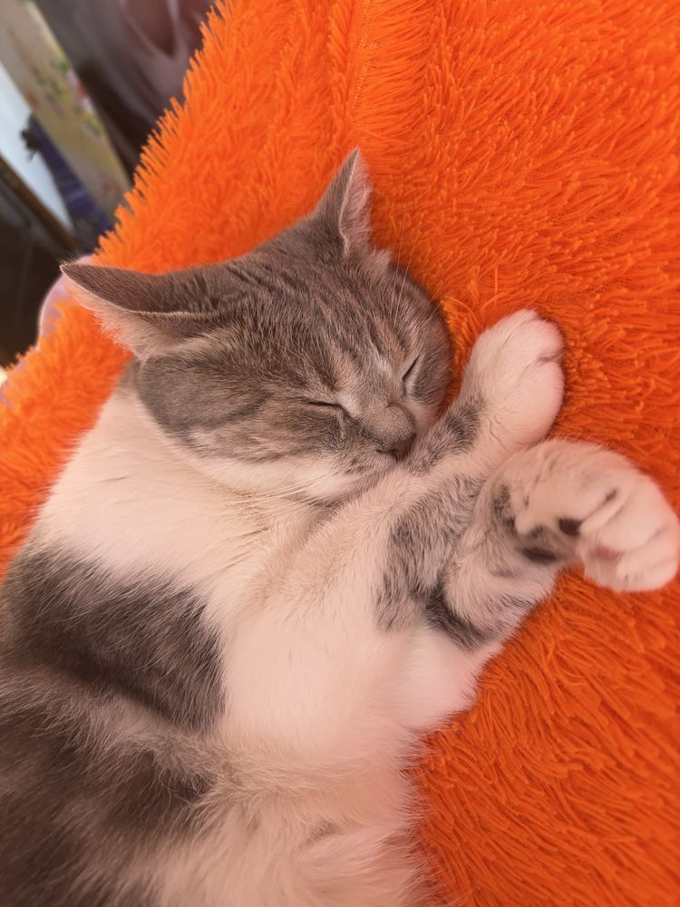 Кошка породы Скоттиш-страйт.Вязка
