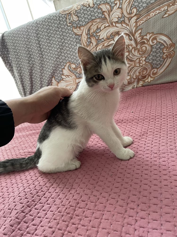Котенок (девочка)