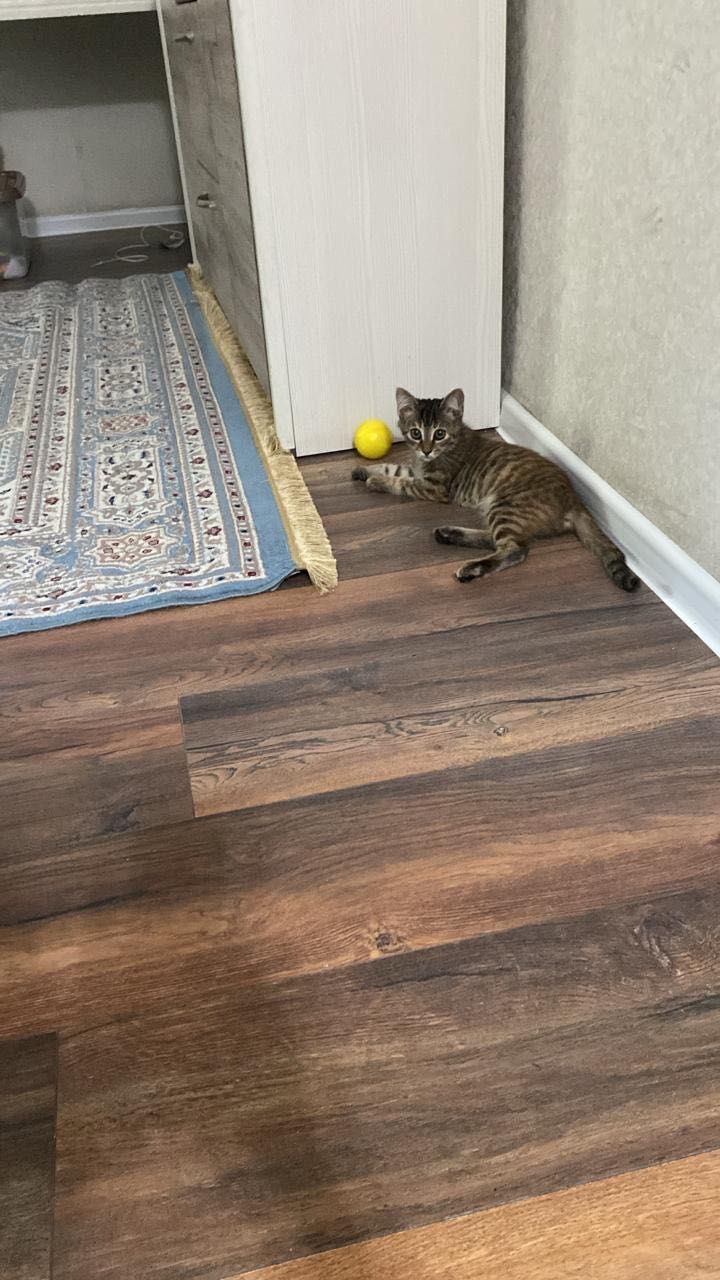 Кошечка ищет дом