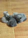 Котят ищут заботливых любящиъ хозяев