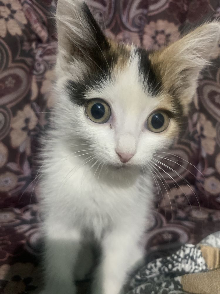 маленкий котенок бесплатно