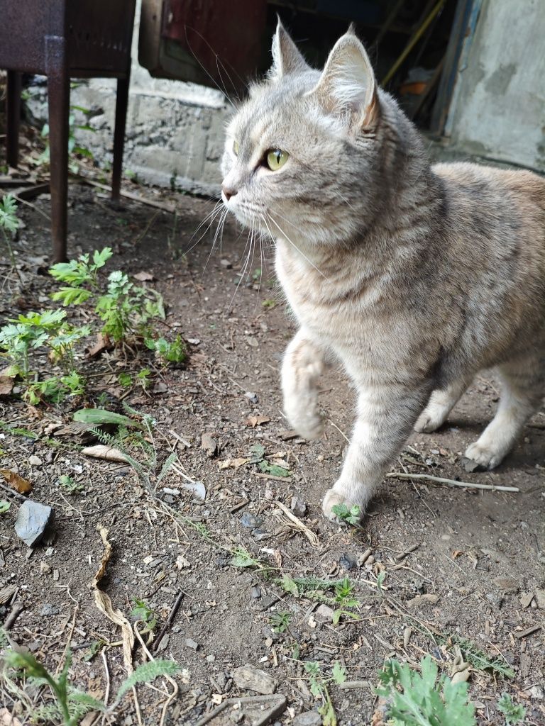Отдам кошку в хорошие руки