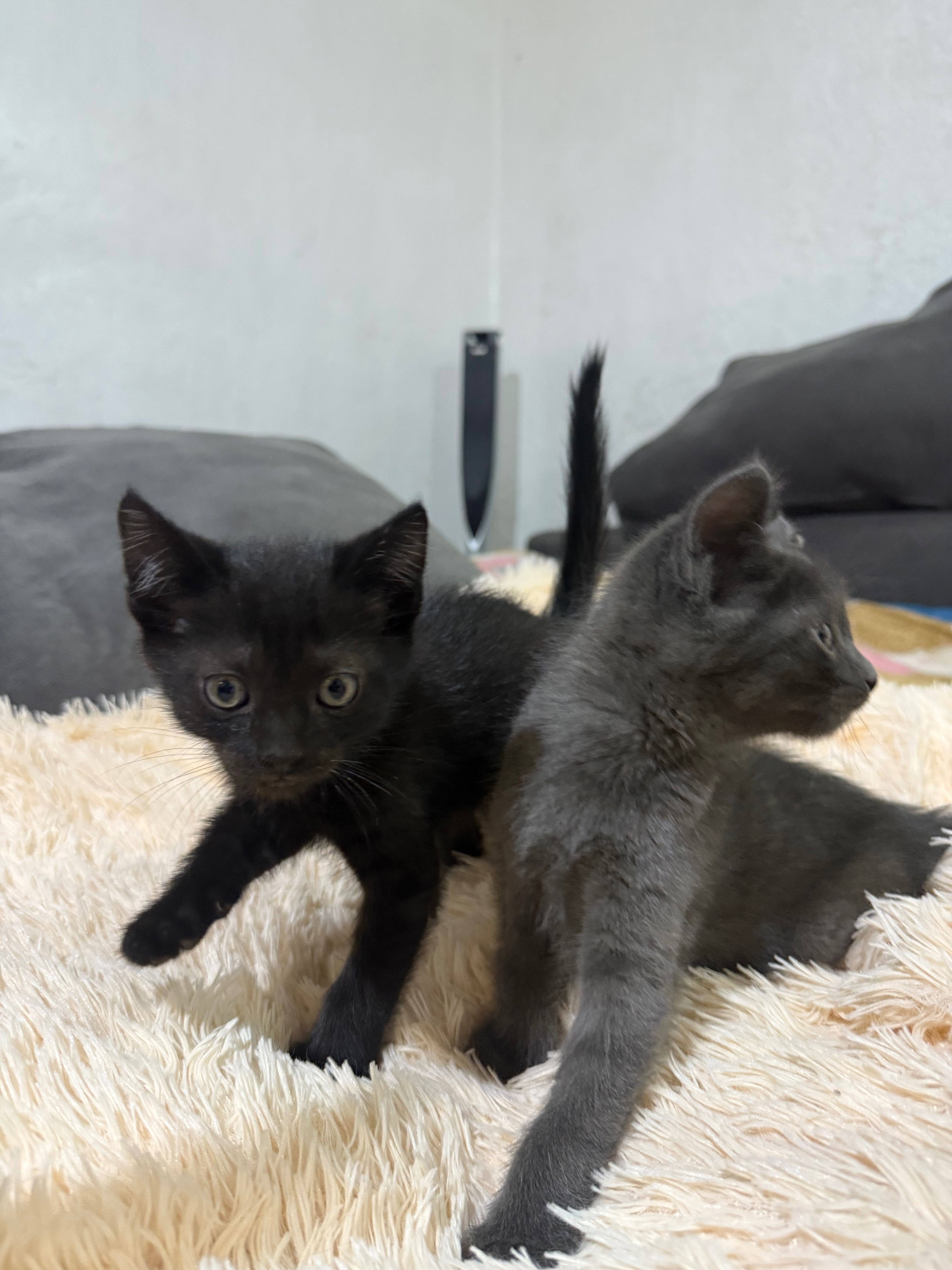 Отдам котят в добрые руки