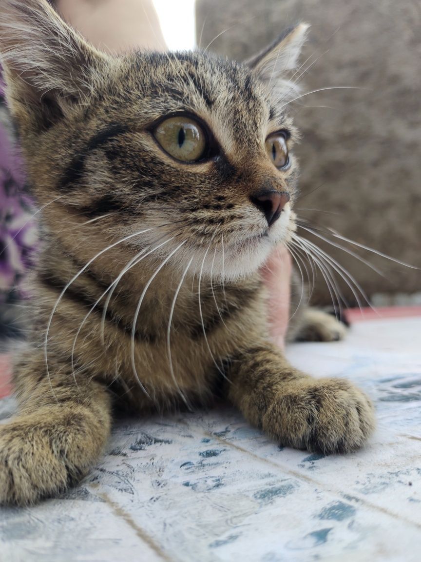 Котенок в добрые руки