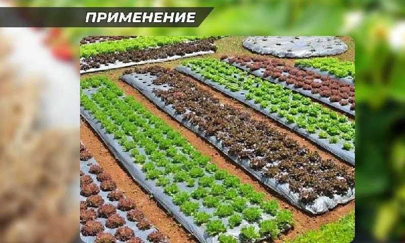 Мульчирующая пленка ХозАгро (с перфорацией)