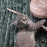Отдам хорошеньких котят