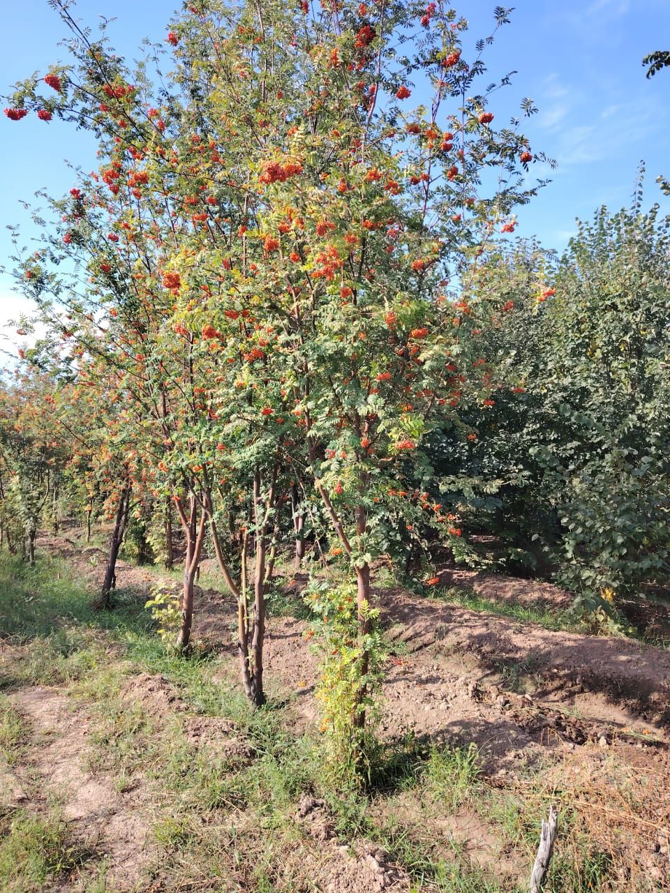 Рябина крупномеры 5-8м