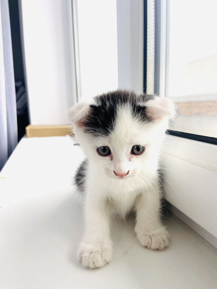 Отдам котят бесплатно