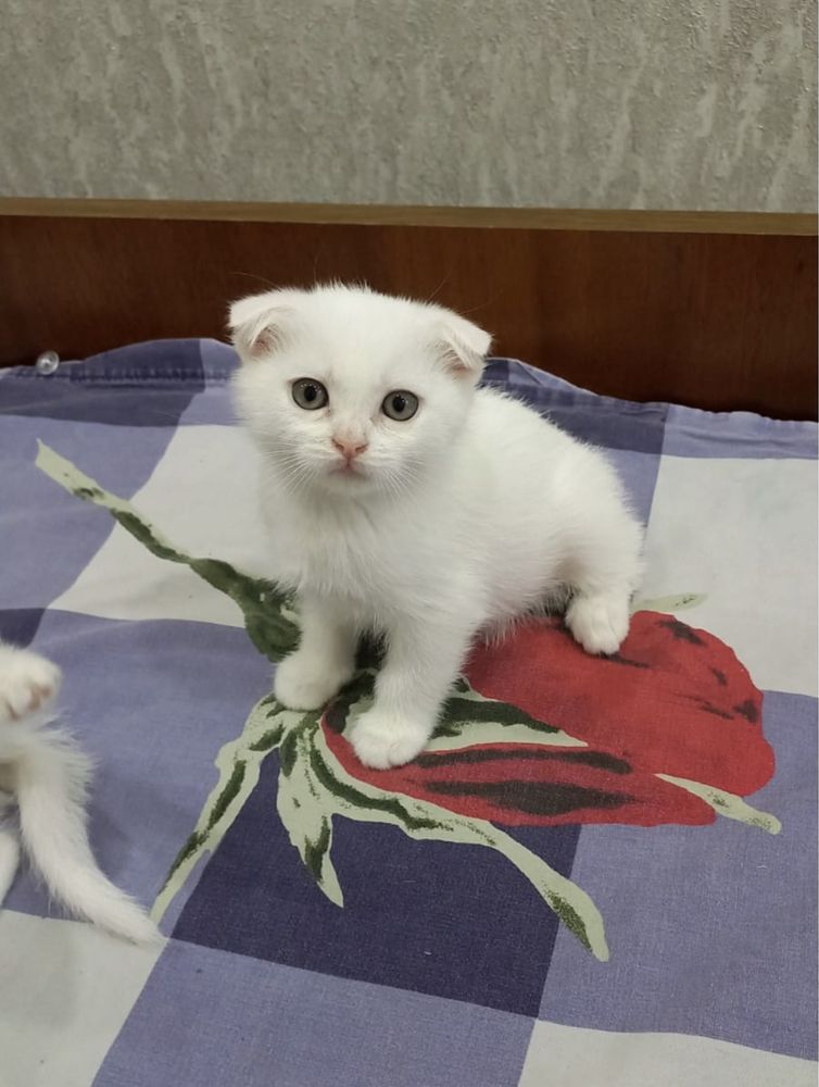 Вислоухий Кот ВЯЗКА . Жених . Звоните на ВАТСАП