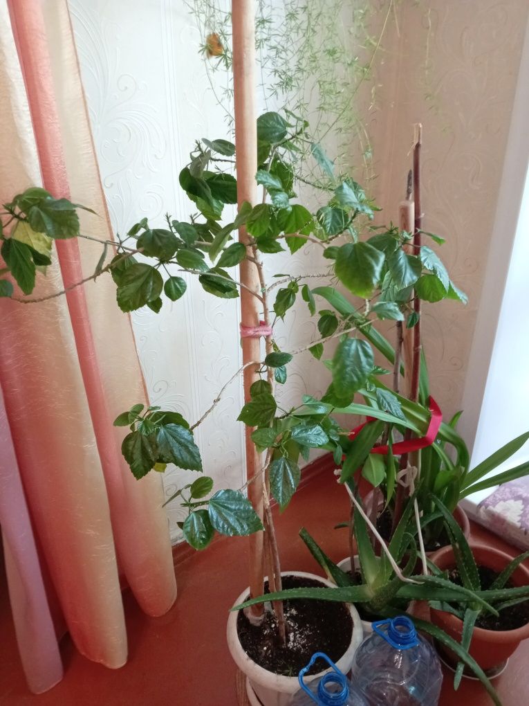 Комнатные расписания