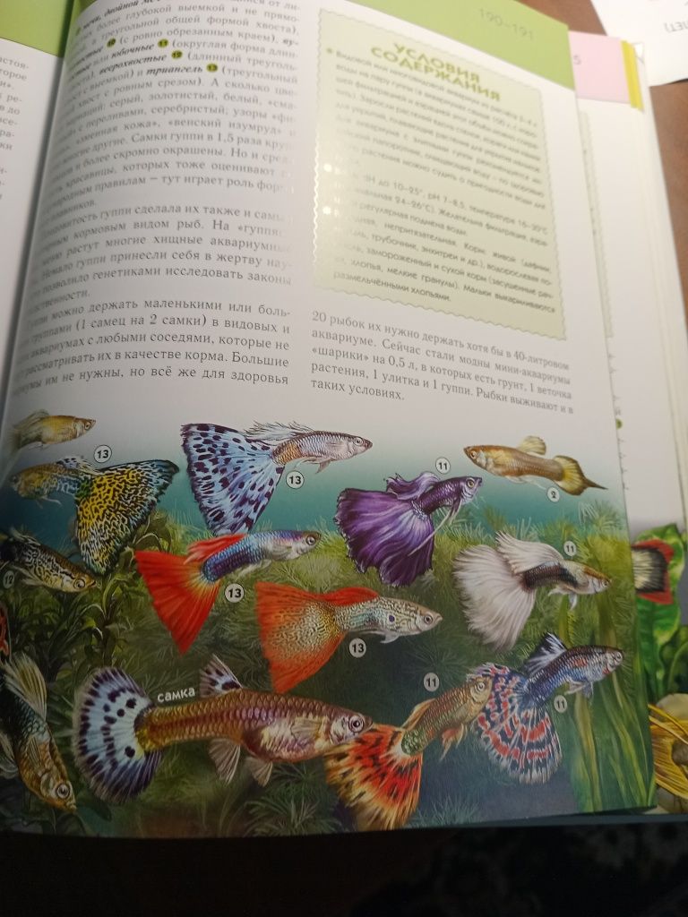 Инциклопедия аквариумные рыбки.