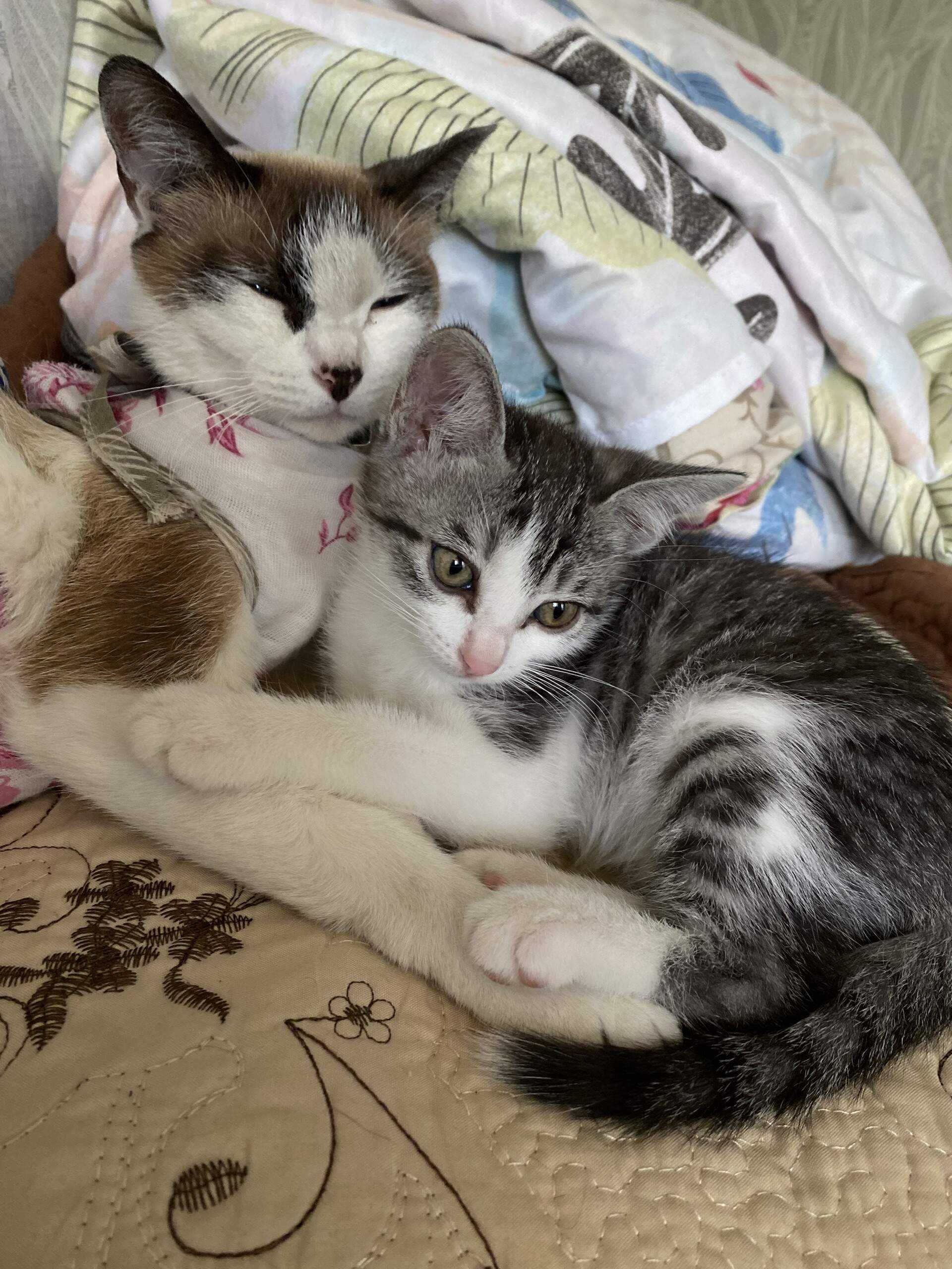 Котенок сиамской кошки