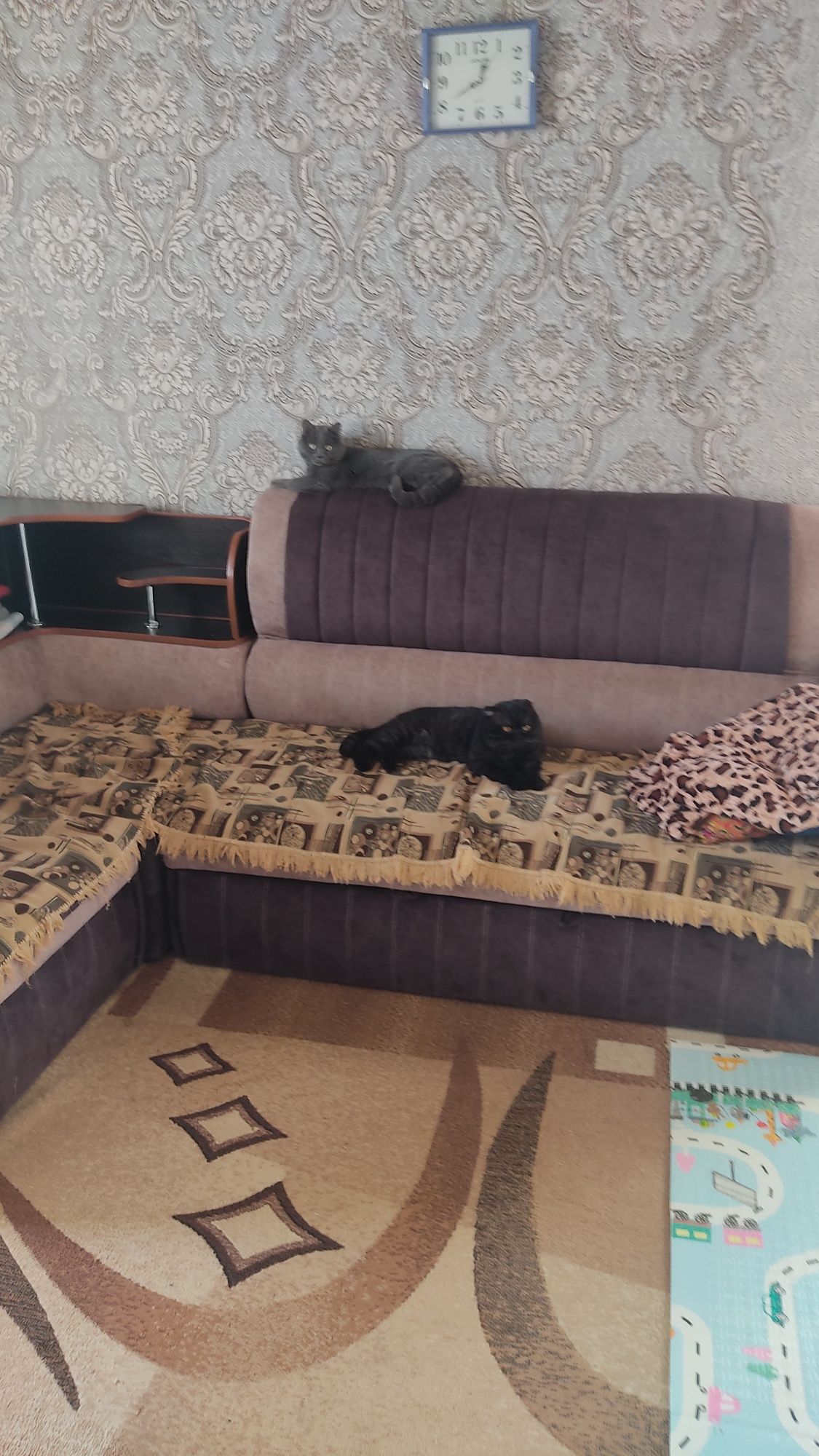 Честокровный британец, ищет подругу для вязки