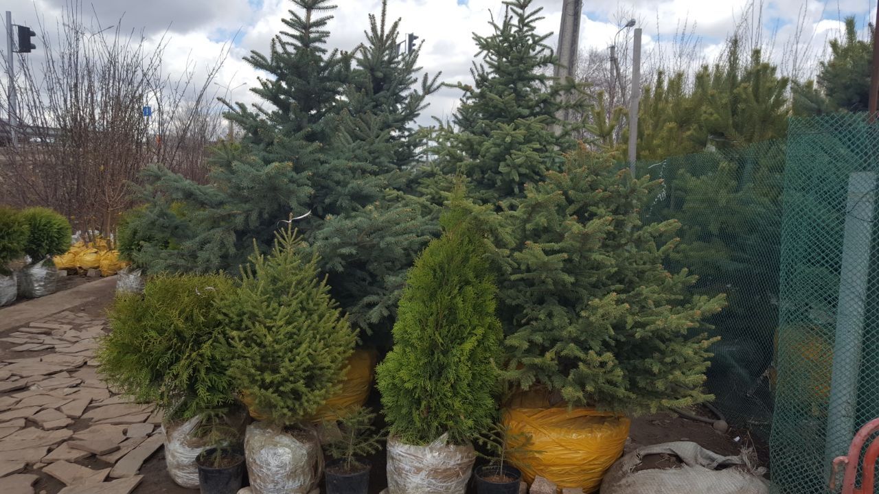 Саженцы Ель сибирская,Сосна горная,Рябина, Тополь,Ива,Розы,Туя,Липа