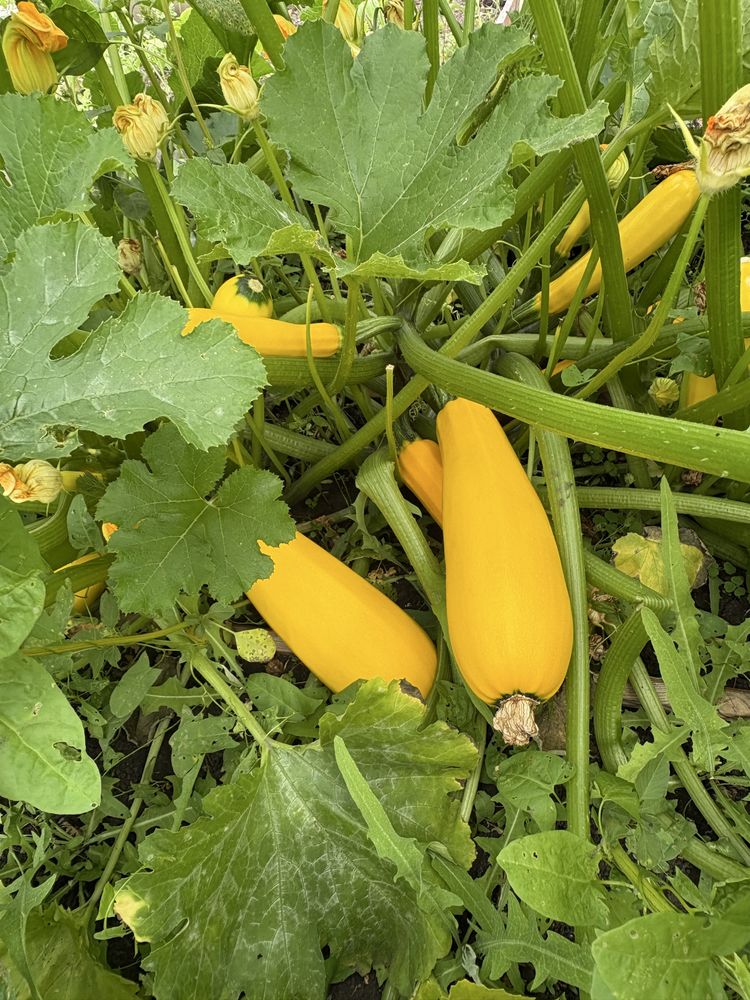 Срочно продам дачу