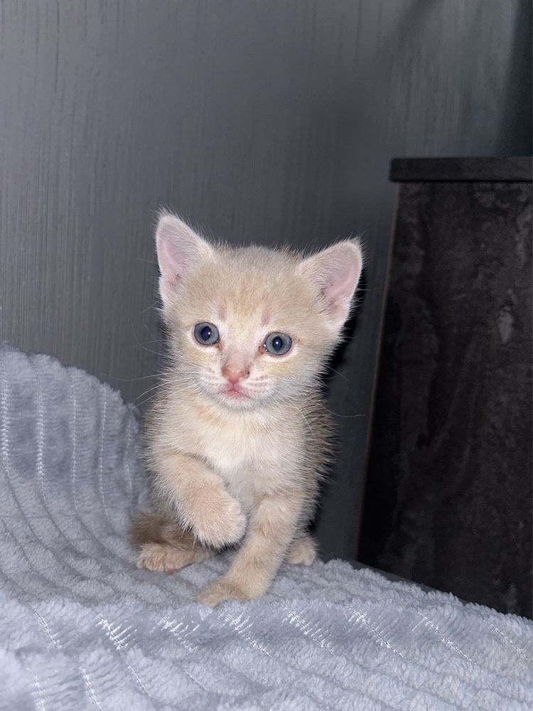 Котята породистые британские