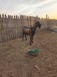 Козел породистый рабочий текешка