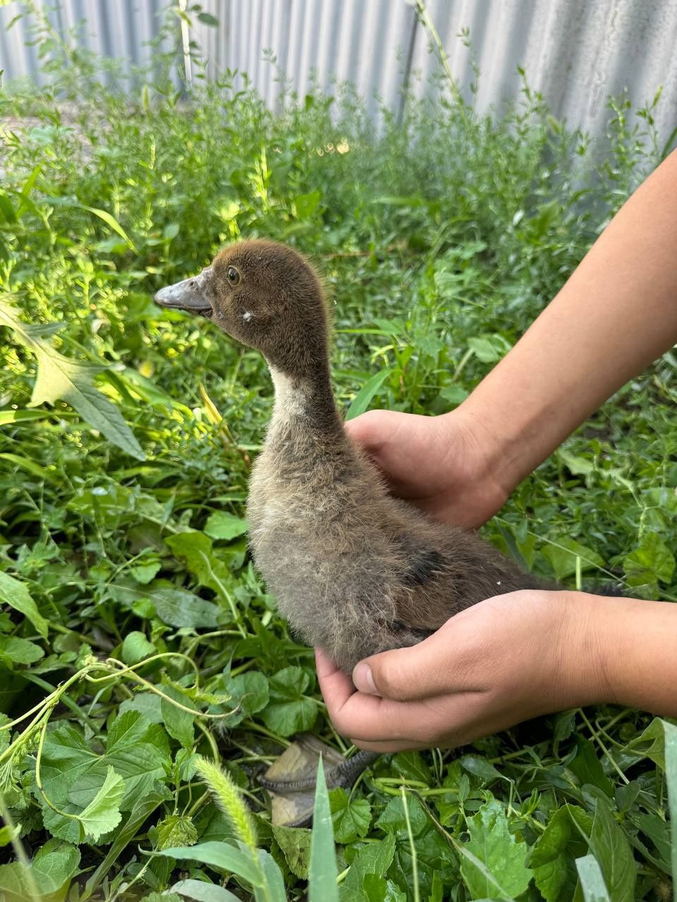 Продам утка 3 штуки срочно!!