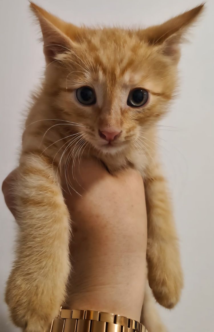 КОТЯТА ждут семью !!!