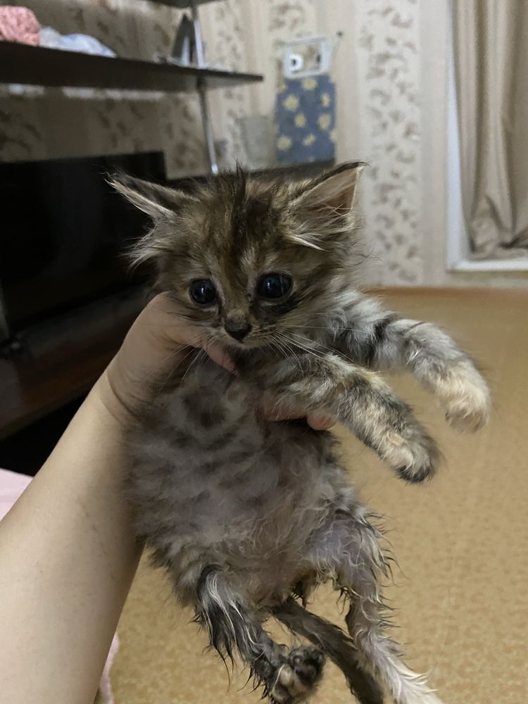 Бесплатно! Отдам в добрые руки!